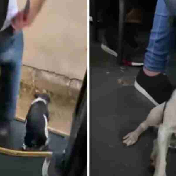 Perrita toma el autobús todos los días para ir con su dueña a la escuela. Siempre le guardan lugar