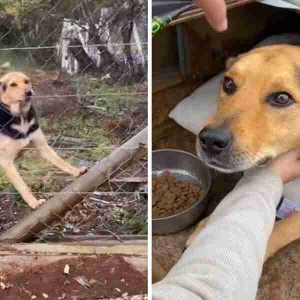 Perrito fue abandonado en un terreno y los vecinos lo acogieron. Le dieron una casa, amor y comida