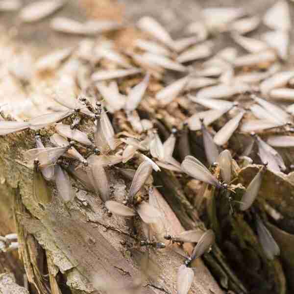 Rentokil Initial – Hormigas y termitas aladas: cómo identificarlas y prevenirlas