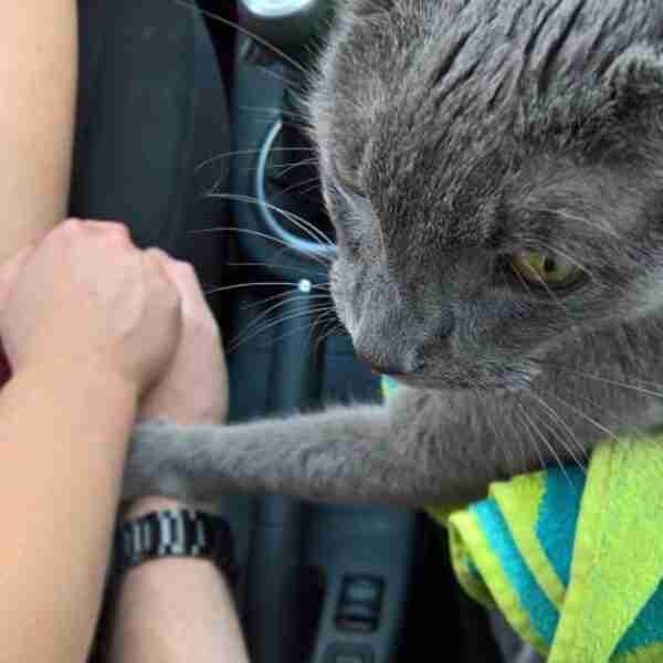 Un gato moribundo se viraliza al consolar a su familia en su última salida