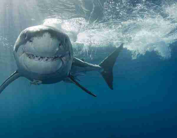 Una familia se hace viral por grabar el momento en el que un tiburón atacó su barco