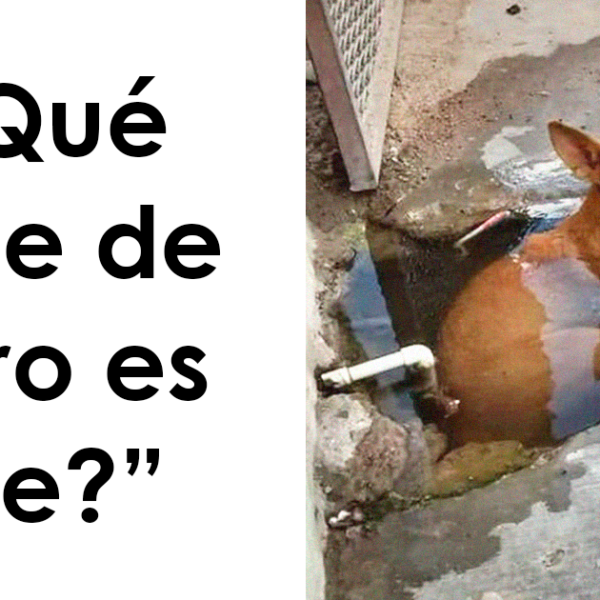 «¿Qué clase de perro es este?»: 30 fotos de perros tontorrones que había que compartir