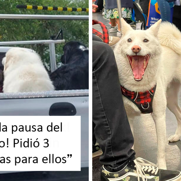 ‘Dogspotting’ es un grupo donde la gente comparte los mejores y más inesperados encuentros con perros (35 nuevas fotos)