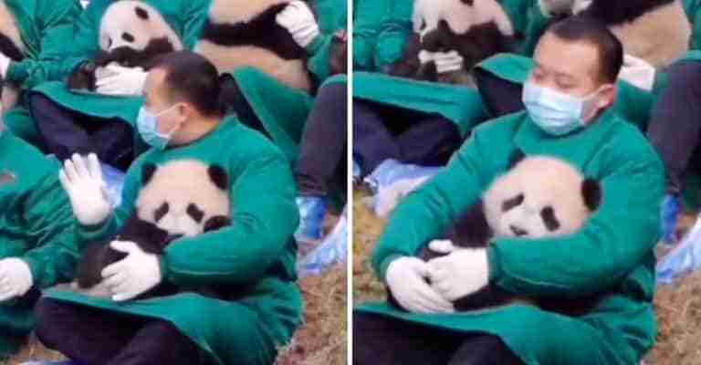 Cuidador de osos pandas recibió elogios por su dedicación con los bebés. Se duermen en sus brazos