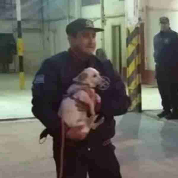 Perrita fue condecorada por sus 10 años de servicio en una estación de bomberos. Se ganó una ovación