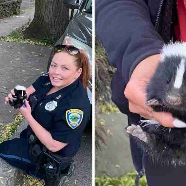 Policía rescató a 2 zorrillos bebés y los reunió con sus hermanos: “Mi corazón se llenó de alegría”