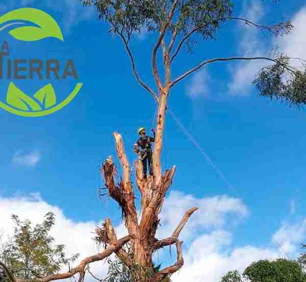 Tala de árboles ¿por qué acudir a profesionales?, por LA TIERRA JARDINERÍA