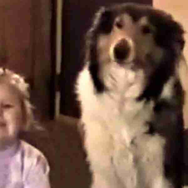 Un divertido perro se viraliza cuando les piden que posen para la cámara