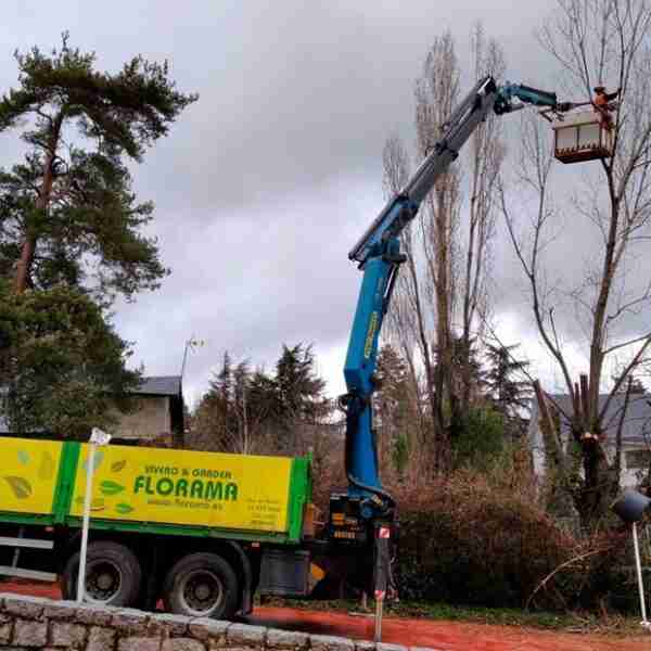 ¿Por qué recurrir a una empresa especializada en poda de árboles? por FLORAMA
