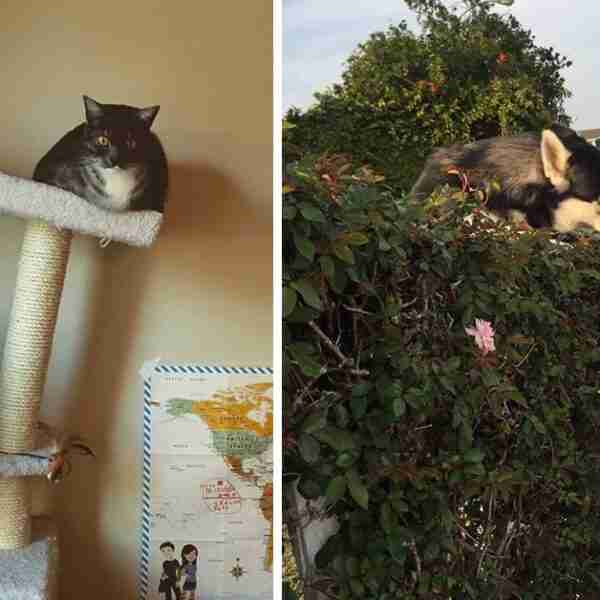 14 Razones por las que quizás deberías replantearte tener mascotas