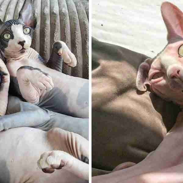 15 Razones por las que ‘nunca’ deberías plantearte tener un Gato sin pelo