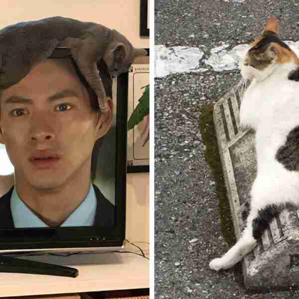 16 fotos que prueban que ningún lugar es incómodo para los gatos