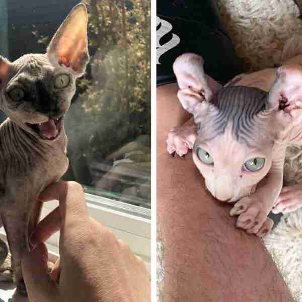 17 fotografías de gatos esfinge que demuestran lo tiernos y fabulosos que son