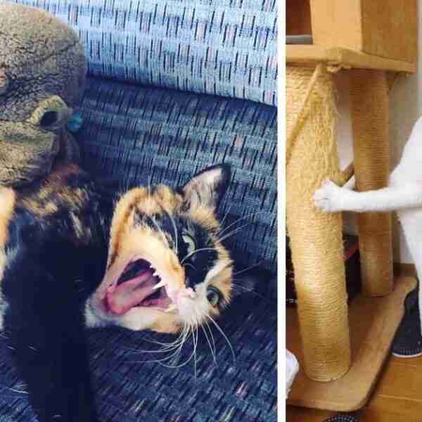 20 Divertidos gatos que se han viralizado convirtiéndose en los reyes de Internet