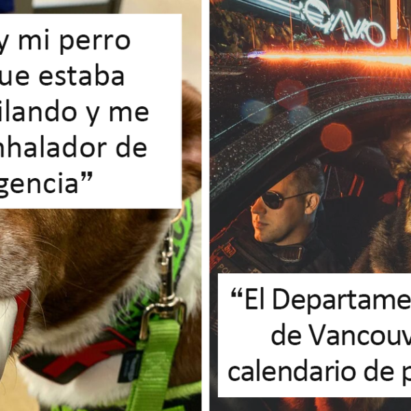 40 Fotos de perros trabajadores que son tan adorables como edificantes