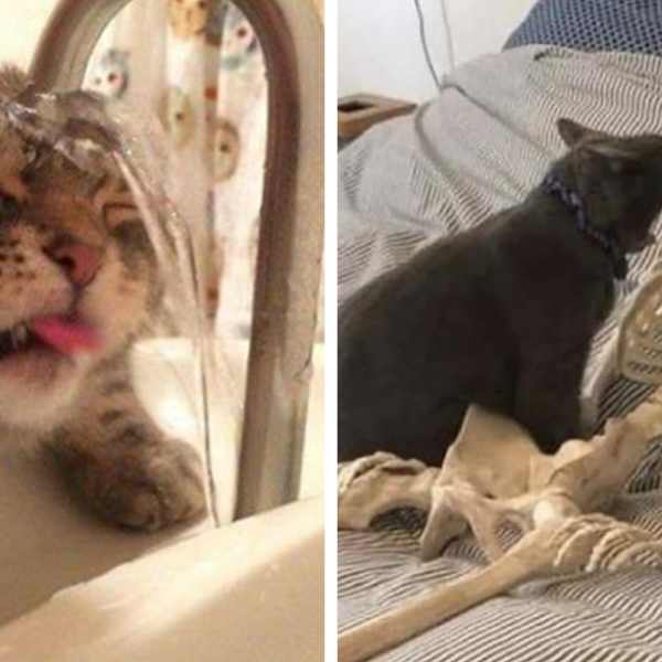 40 Fotos extrañas de gatos que de algún modo tienen sentido, compartidas por la cuenta “Avantgarde Cats”