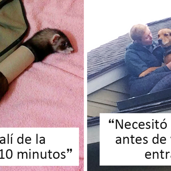 45 Animales haciendo el tonto que acabaron necesitando ayuda humana (nuevas fotos)