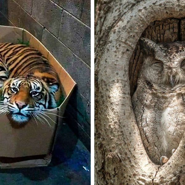 45 Animales que dijeron «si quepo, me siento», y está documentado