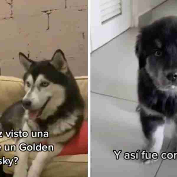 Golden retriever y un husky siberiano tuvieron 12 crías con rasgos de ambos. Celebran su nacimiento