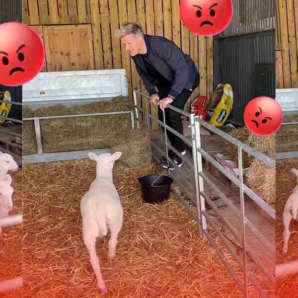 Gordon Ramsay causó indignación por seleccionar cruelmente el cordero bebé que va a cocinar