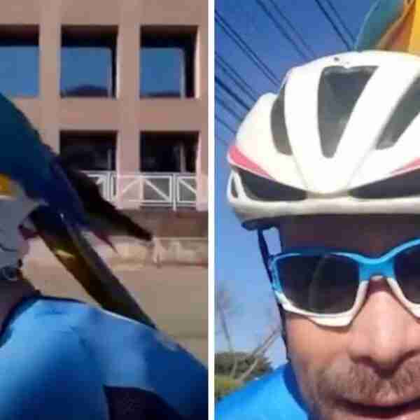 Guacamayo se posó en el casco de un ciclista y disfrutó el recorrido: “Fue una sensación muy buena”