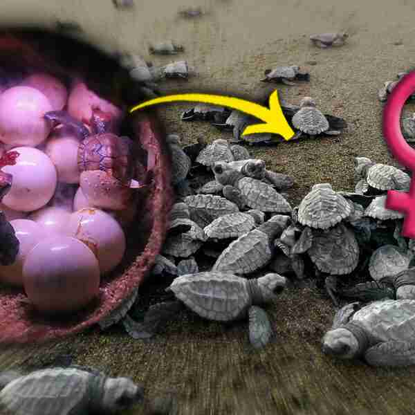 Las altas temperaturas están provocando que las tortugas marinas nazcan hembras