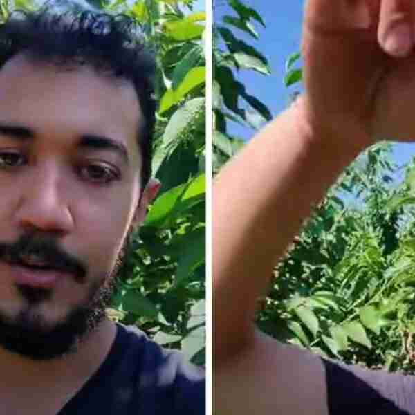 Mexicano gana hasta 150 dólares al día cosechando cerezas en Canadá: “Olvidas los sueldos terribles”