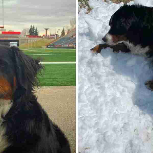 Perrita con enfermedad terminal gozó la nieve que reunieron para ella en verano: “No te olvidaremos”