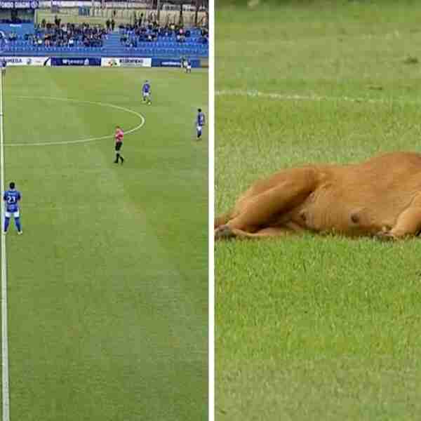 Perrita se acostó y disfrutó una siesta en pleno partido profesional de fútbol: “Se tomó su espacio”
