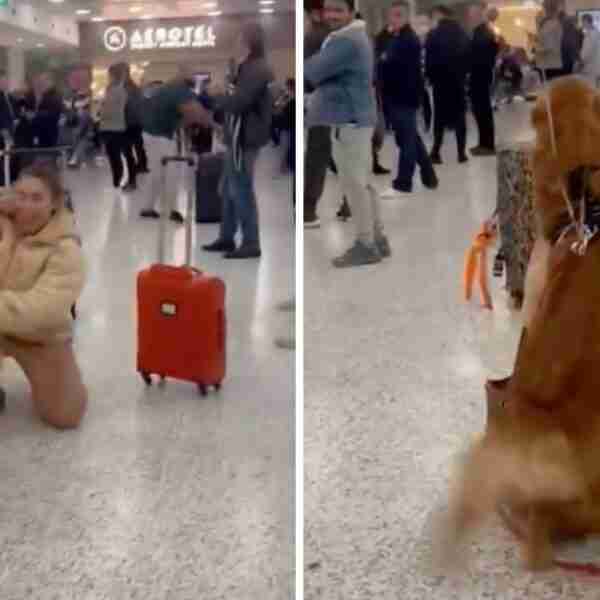 Perrito esperó a su dueña en el aeropuerto luego de 3 meses sin verla. Le saltó encima de la emoción