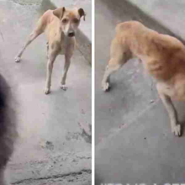 Perrito siempre lleva callejeros a la casa de su vecina para que les dé comida. Es su forma de ayudar