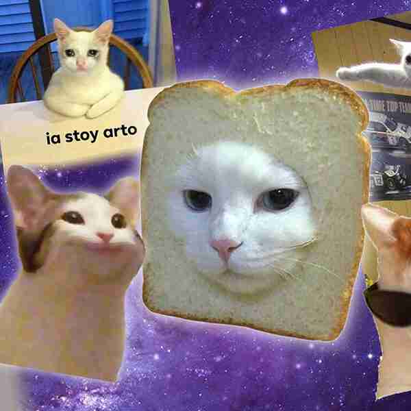 Por qué se celebra el Día internacional del Gato tres veces al año