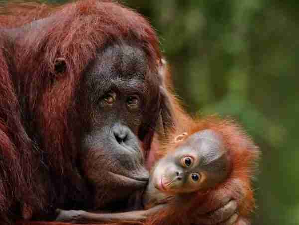Se viraliza un orangután por lo que hace con las mujeres que se sacan una foto con él