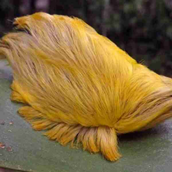 Si alguna vez te encuentras esta criatura en la calle date la vuelta y sal corriendo