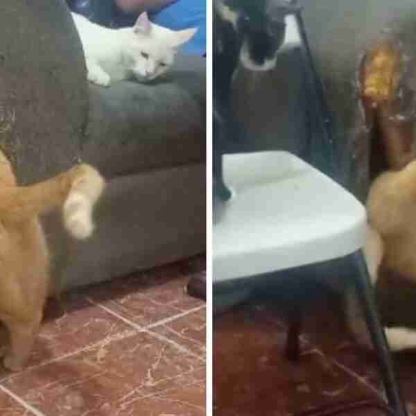 Travieso gato hizo un agujero en el sofá de sus dueños para usarlo de guarida. Creó su propio espacio