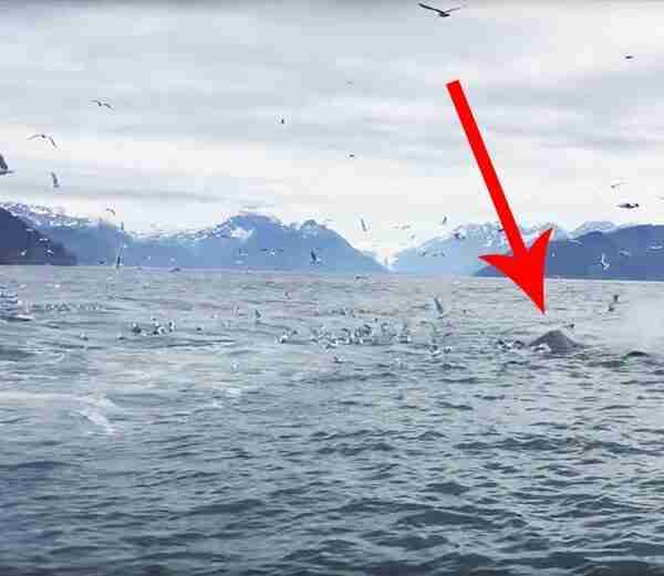 Un hombre captura una escena que sólo pasa una vez en la vida mientras grababa a las gaviotas