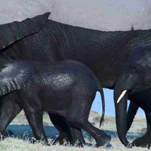 20 Divertidas situaciones de animales que te harán reír un buen rato