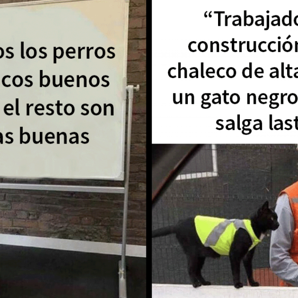 20 Memes y publicaciones reconfortantes que nos recuerdan que el mundo no es del todo malo