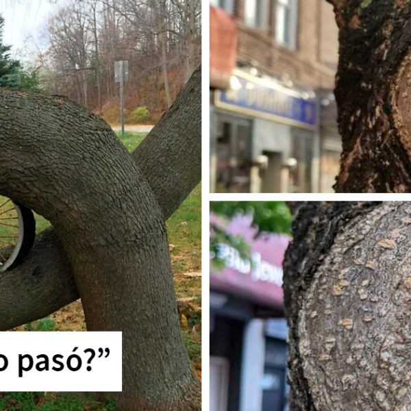 30 Árboles «devorando» objetos que había que compartir