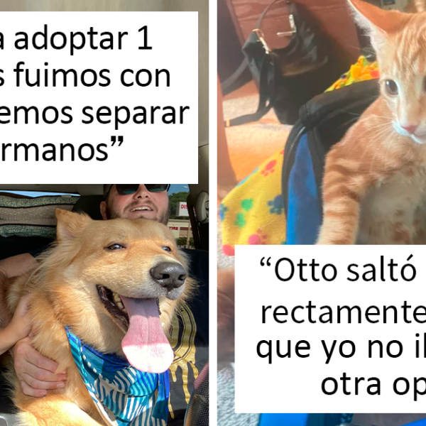 35 Reconfortantes fotos de mascotas adoptadas este mes de agosto