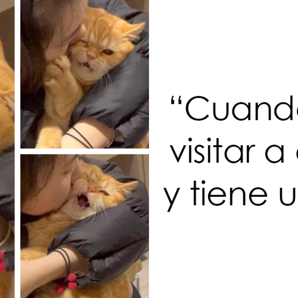 40 Divertidas fotos de gatos poniendo sus caras más graciosas
