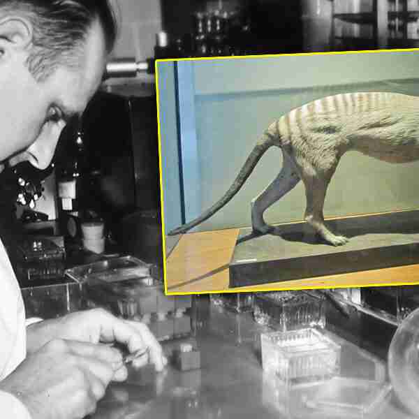 Científicos planean revivir al tigre de Tasmania, extinto desde 1936