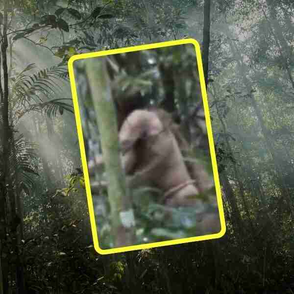 El último miembro de una tribu indígena en Brasil murió luego de resistirse al contacto por 20 años