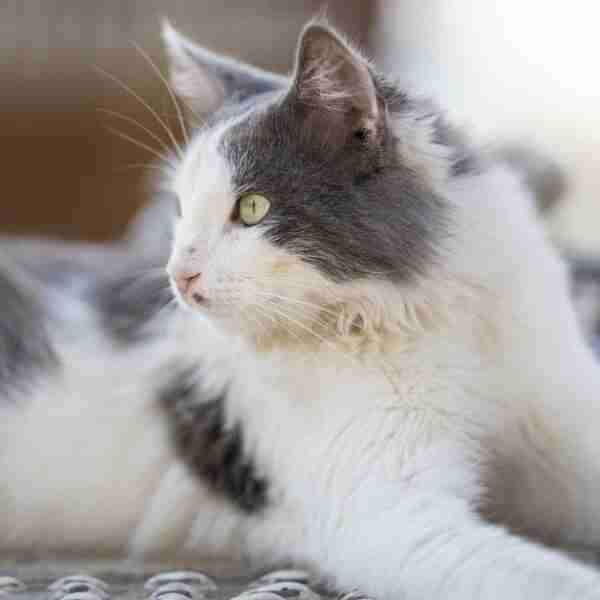 Gatos callejeros son contratados como ‘inspectores’ de una empresa de taxis