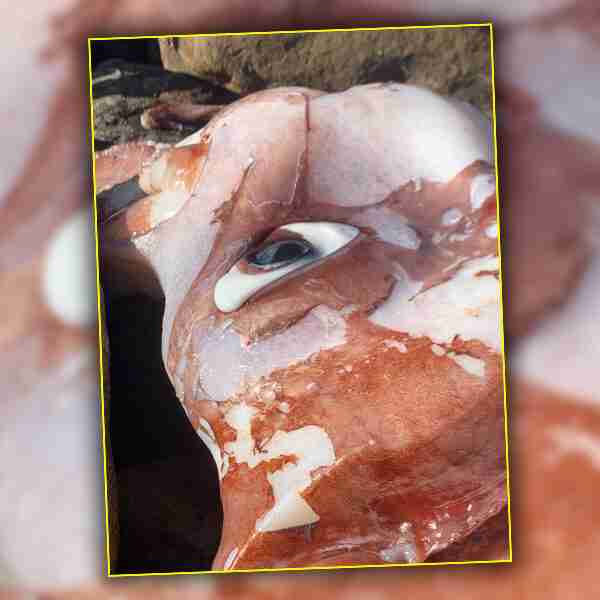 La verdadera historia detrás de ‘la criatura de un solo ojo‘ aparecida en las playas de Sudáfrica