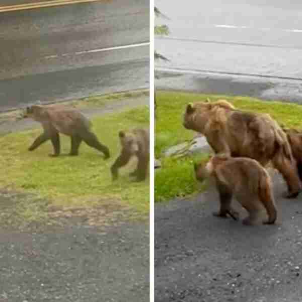 Mujer grabó a toda una familia de osos paseando casualmente afuera de su casa. Una visita inesperada