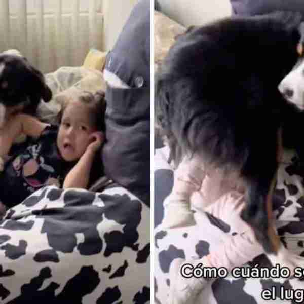 Perrita no soportó que su humana le quitara su silla favorita y se sentó encima de ella para sacarla