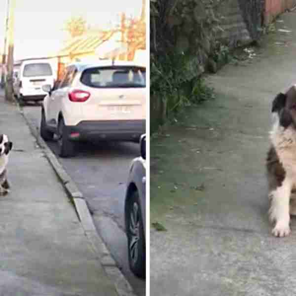 Perrita recibe cada día con la pata para saludar a joven cuando llega a su casa: “Me sube el ánimo”