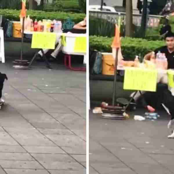 Perrito que andaba en patineta no alcanzó a frenar y botó las botellas de un puesto. Aún debe mejorar