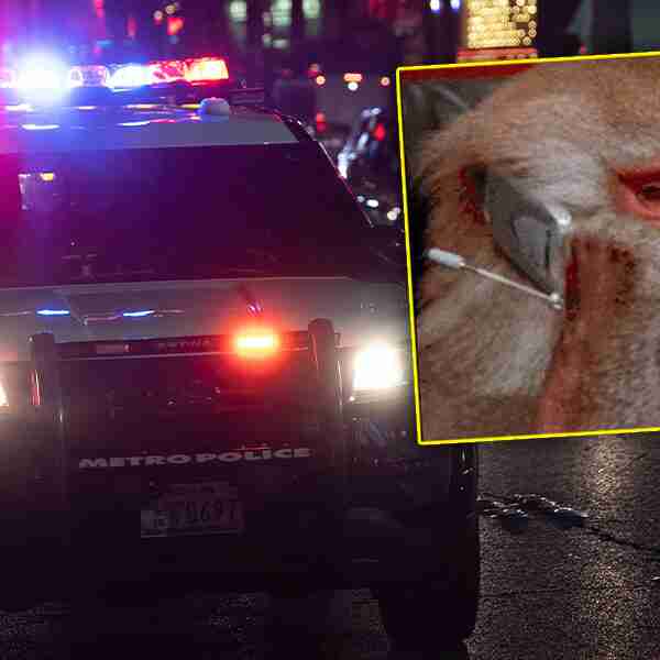 Policía responde a ‘llamada de emergencia’… que resultó ser la travesura de un mono